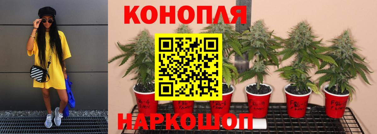Бошки Шишки конопля Сокол